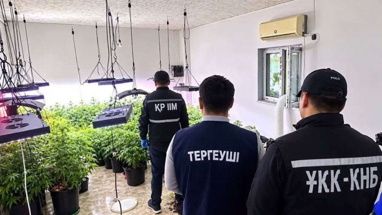 Маңғыстаулық қарасораны арнайы жабдықталған үй-жайда өсірген